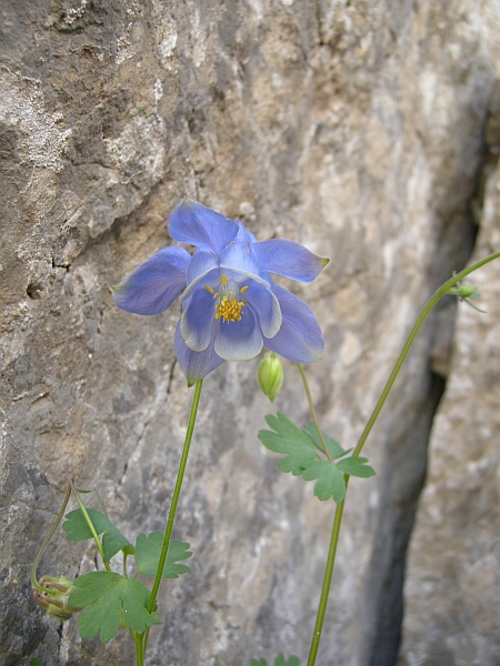 Aquilegia magellensis /  Aquilegia magellense